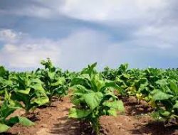 Harga Jual Merosot, Petani Tembakau di Lombok Desak Gubernur NTB Bertindak